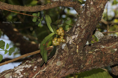 Gastrochilus acaulis